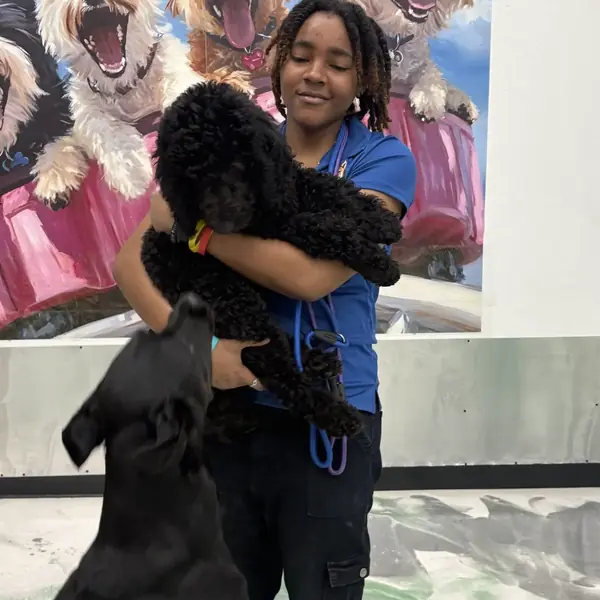 A busy day at K9 Rox Club dog daycare
